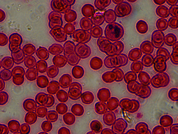 100x primostar lens blood smear