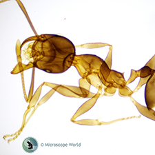 Ant under microscope