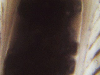 National Optical DC128 Microscope Images