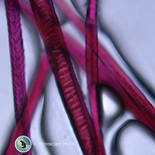 Dog Hair Under the Microscope Dog Hair Under the Microscope