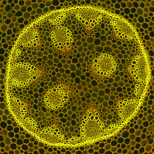 Zeiss Primostar 3 fluorescence microscope image of Convallaria Fluorescence microscope image of Convallaria