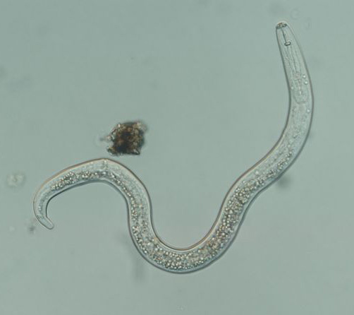 Nematode under the microscope Nematode under the microscope