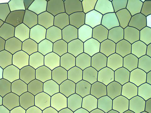 Fiberglass under the Microscope Fiberglass under the Microscope