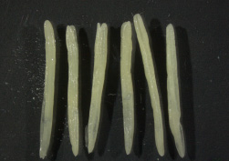 pollen anther image using stereo microscope pollen anther image using stereo microscope