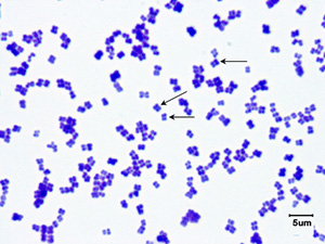 Tetrad under brightfield microscope Tetrad under brightfield microscope